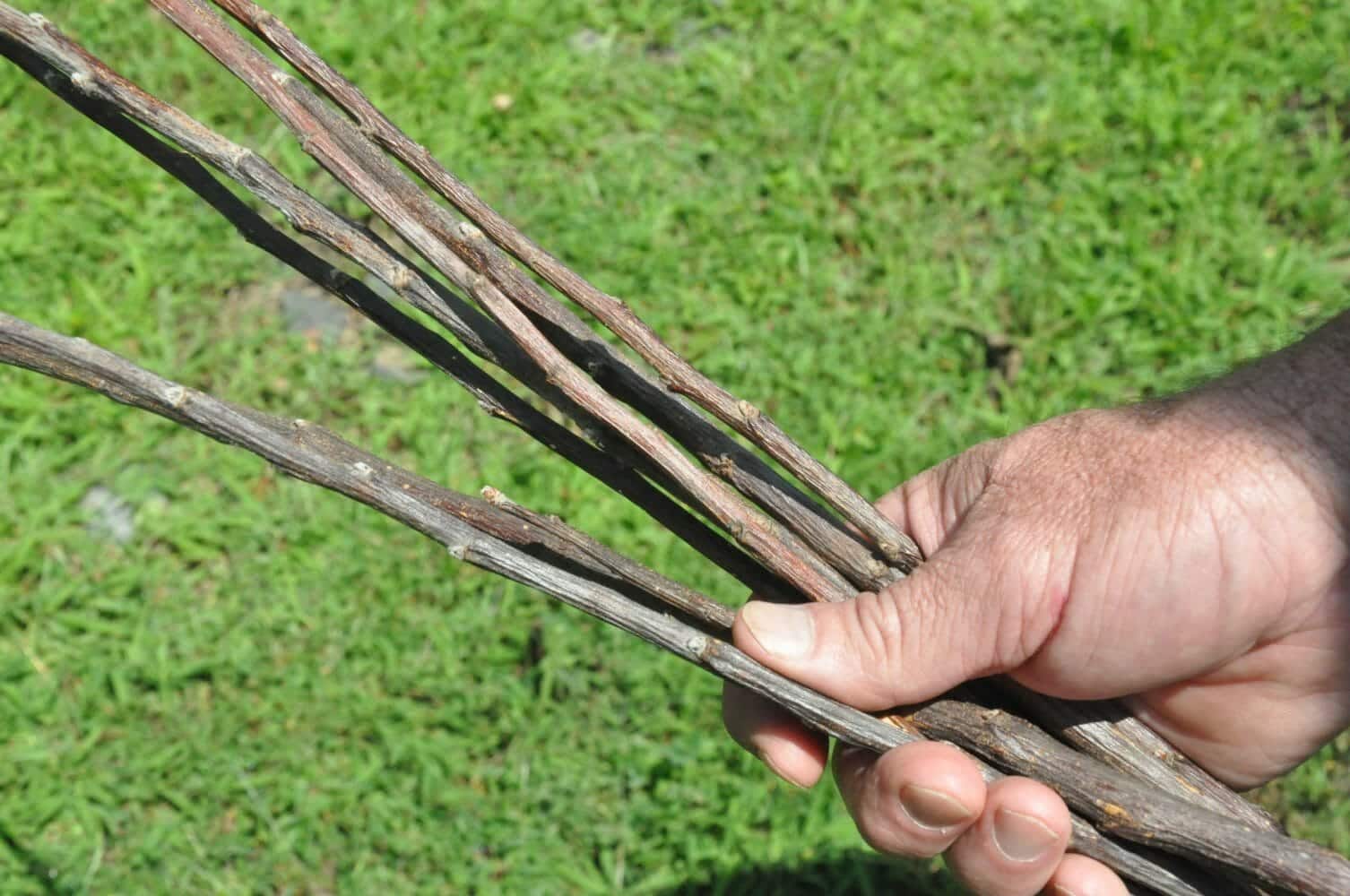 Bark House Apple Twigs at Fox Gap Farms