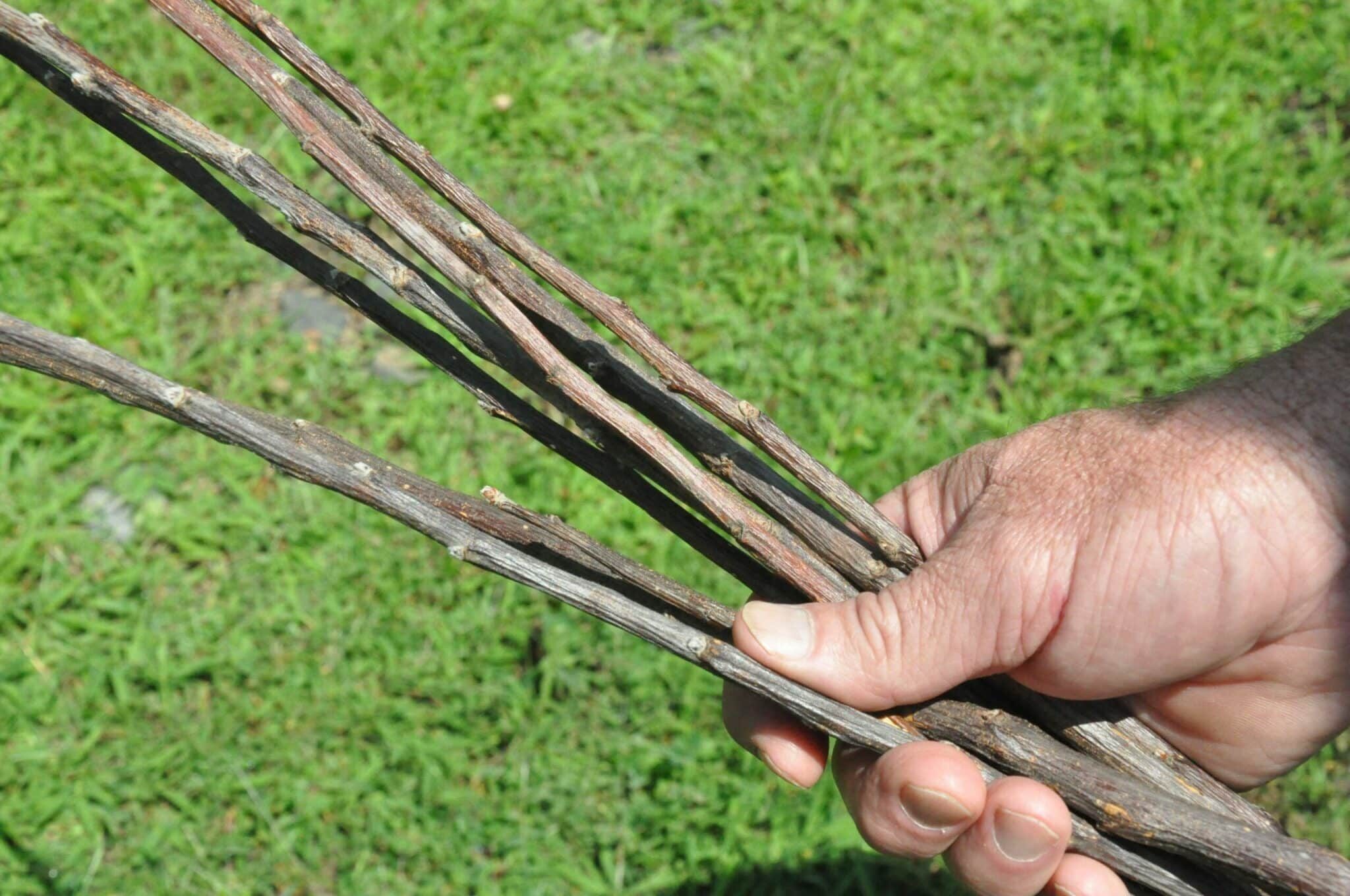 Bark House Apple Twigs at Fox Gap Farms