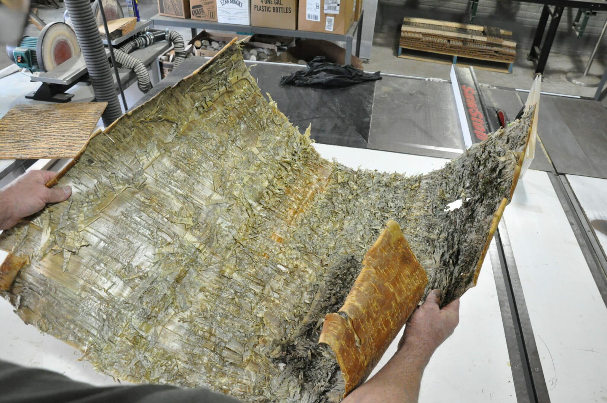 Readying Yellow Birch Bark for a Wall Covering
