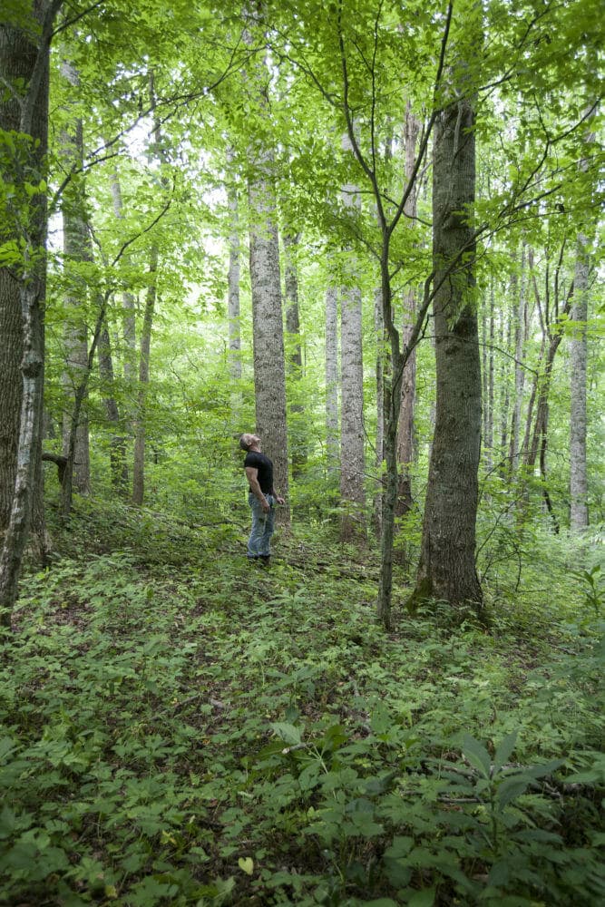 Marty McCurry, The Bark House at Highland Craftsmen Inc, is looking up at the Tulip Poplar Trees