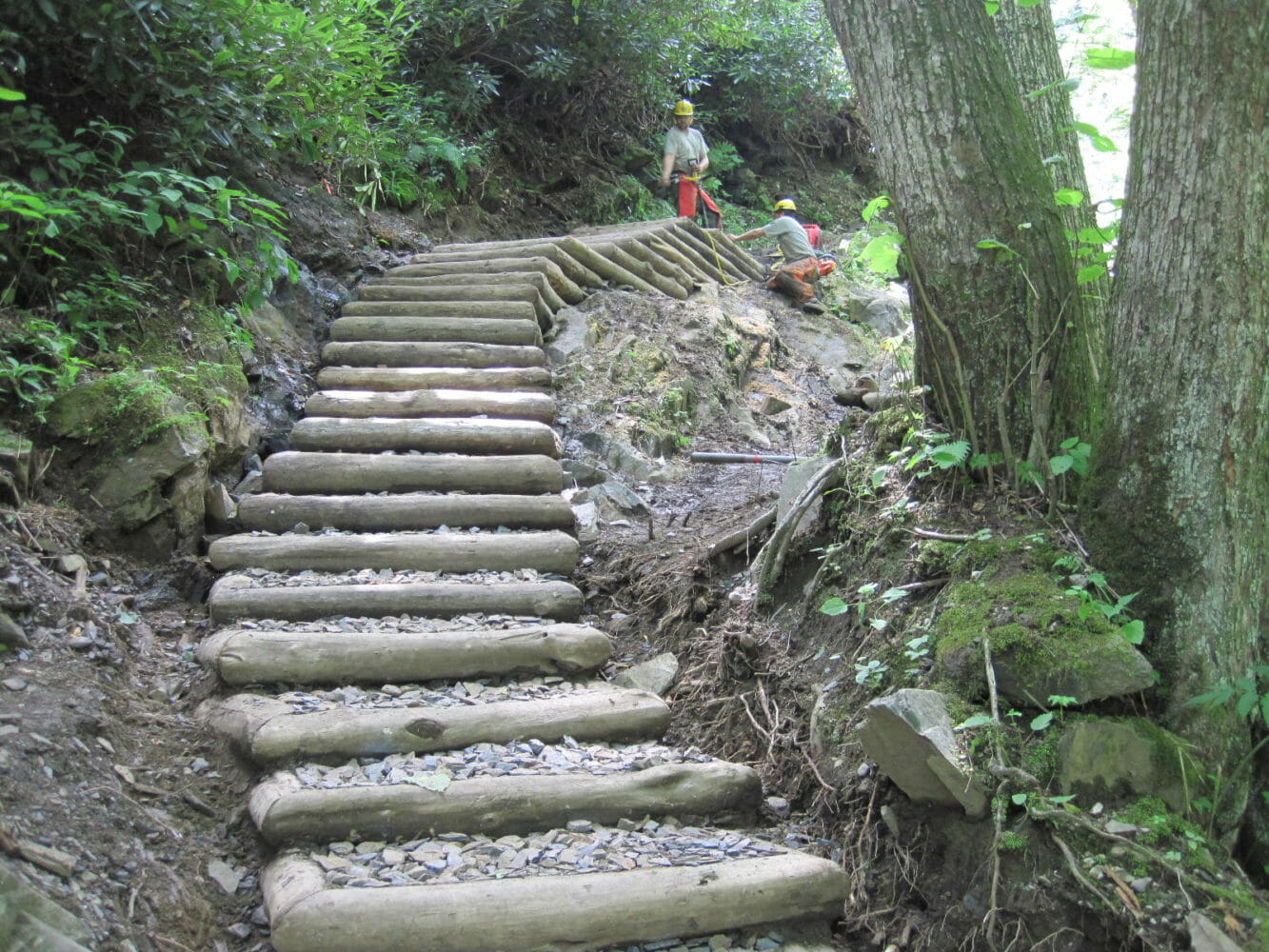 Rot resistant locust logs preventing soil erosion in the Great Smoky Mountains