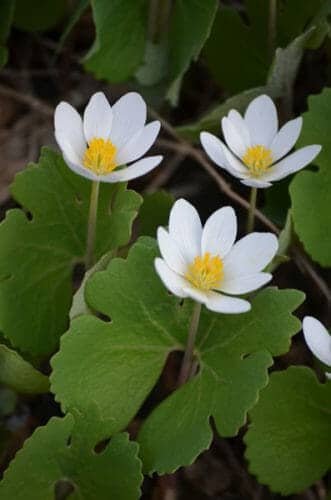 Sanguinaria canadensis in bloom bark house hike linville gorge wilderness