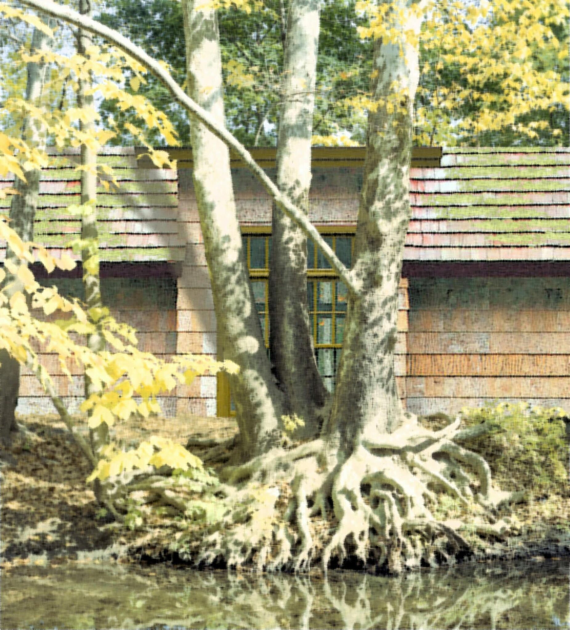 Bark House Factory Like a Forest, Regenerative business: poplar bark shingles on "factory" in the woods.