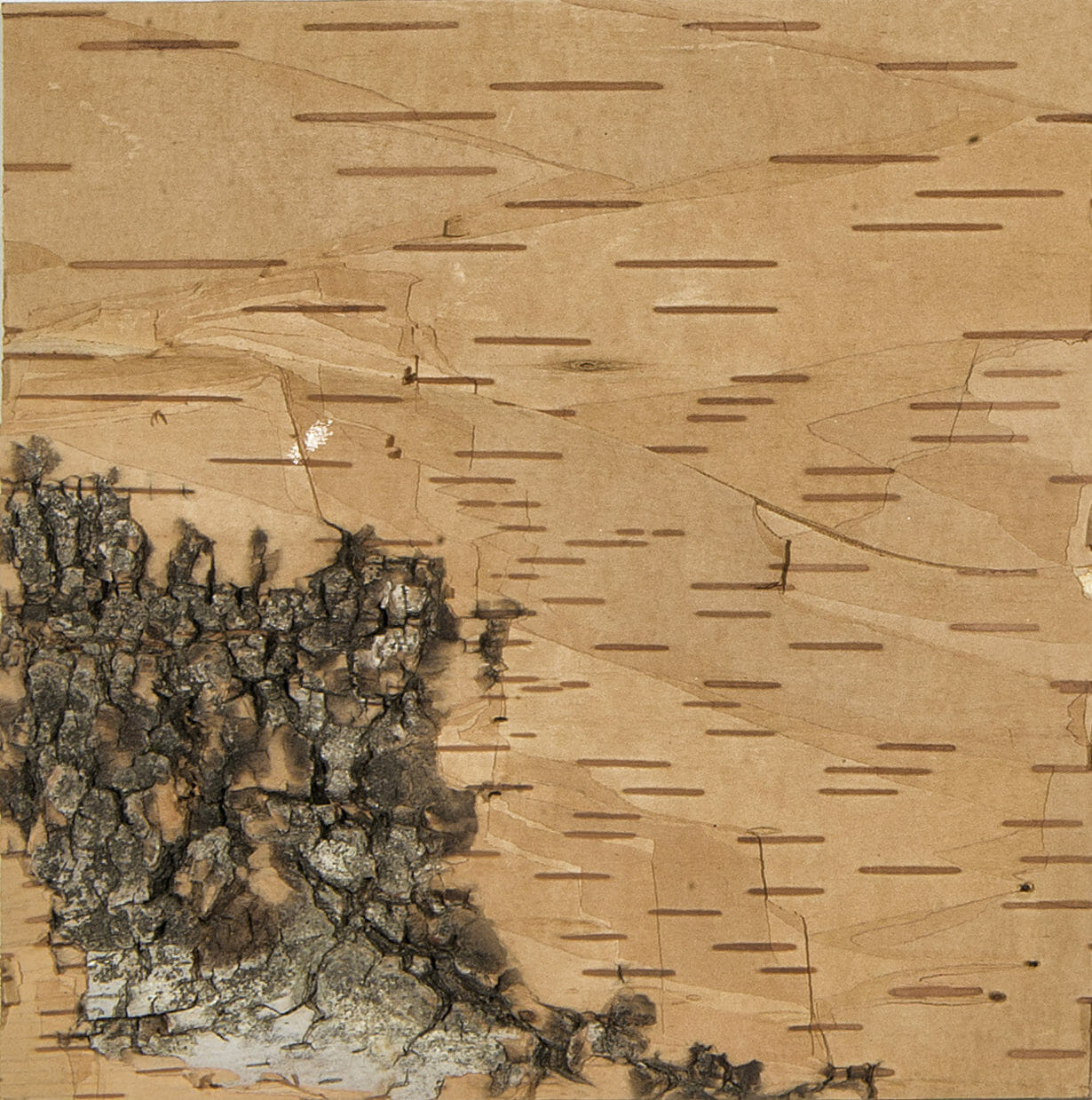 Bark House has a new bark veneer: white birch leather.