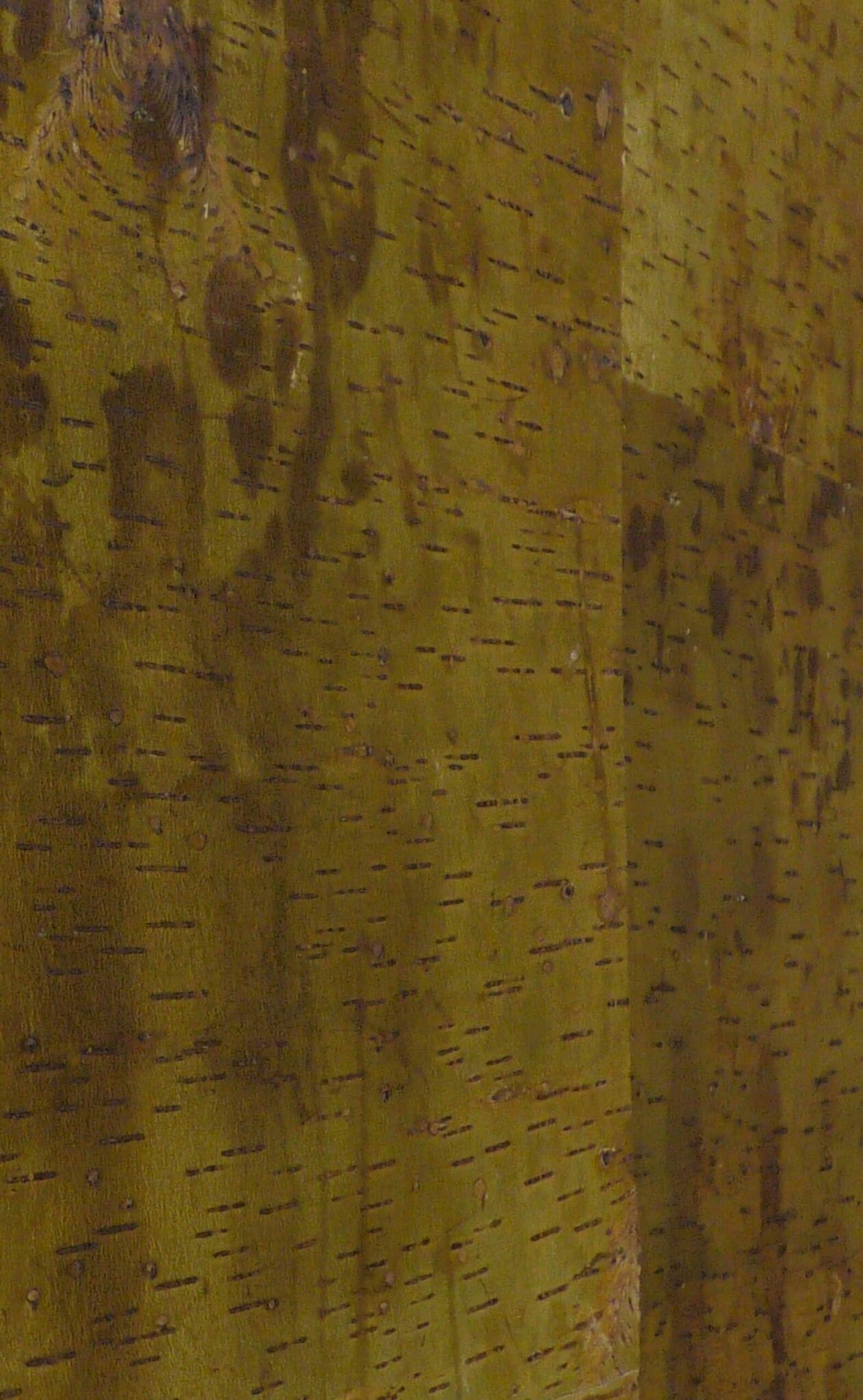 Bark House Cherry Leather wall panel coverings side view