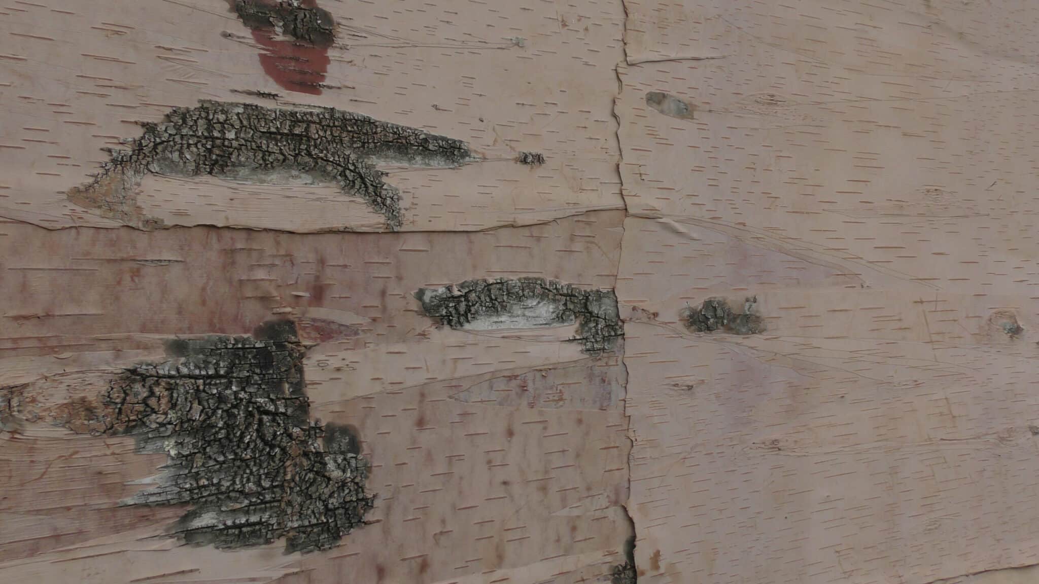 Birch Leather from Bark House