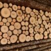 Bark House Poplar Pole End Cuts decorative wall panels - with Poles