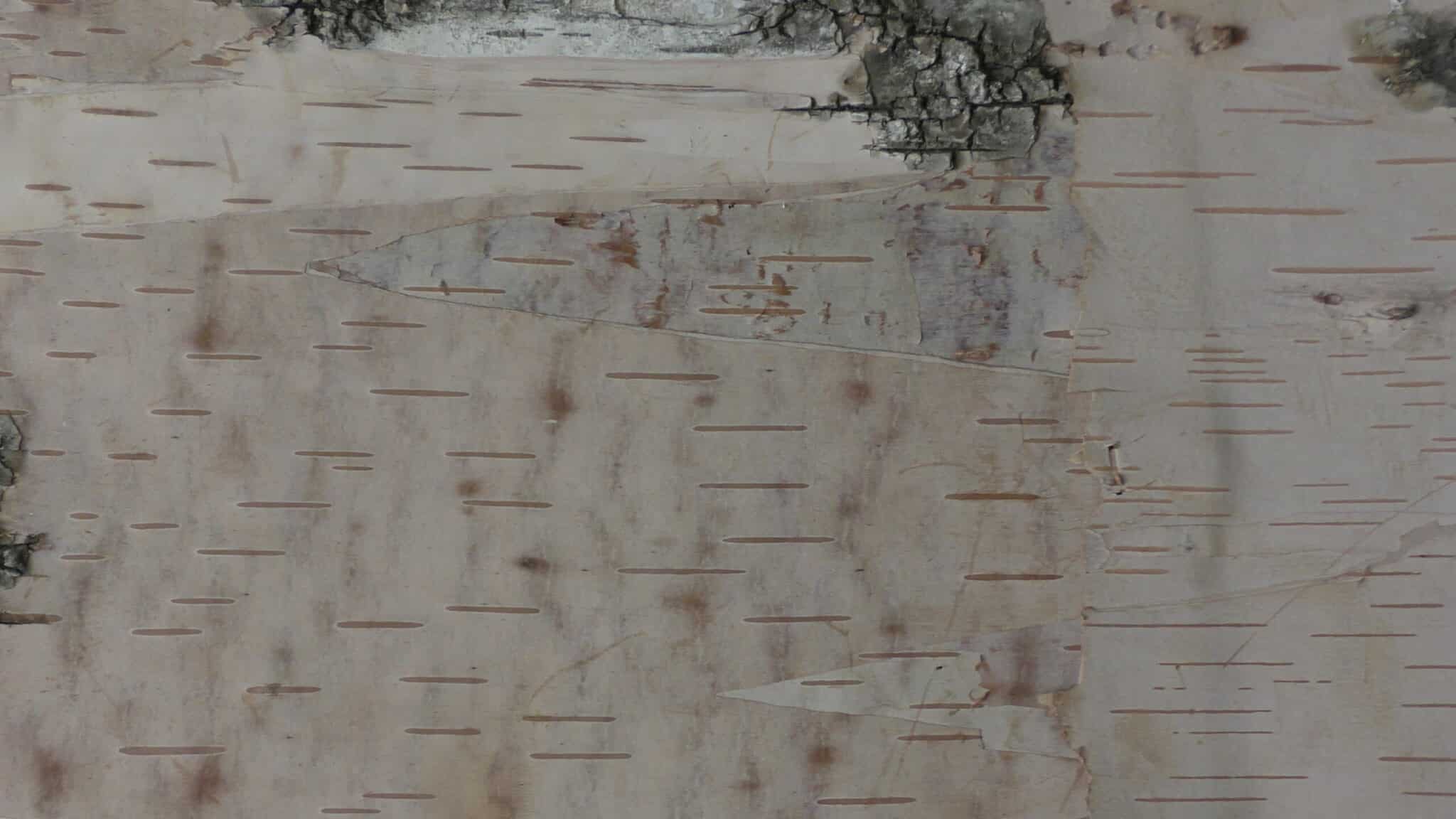 Close up of Bark House birch leather wall covering panel