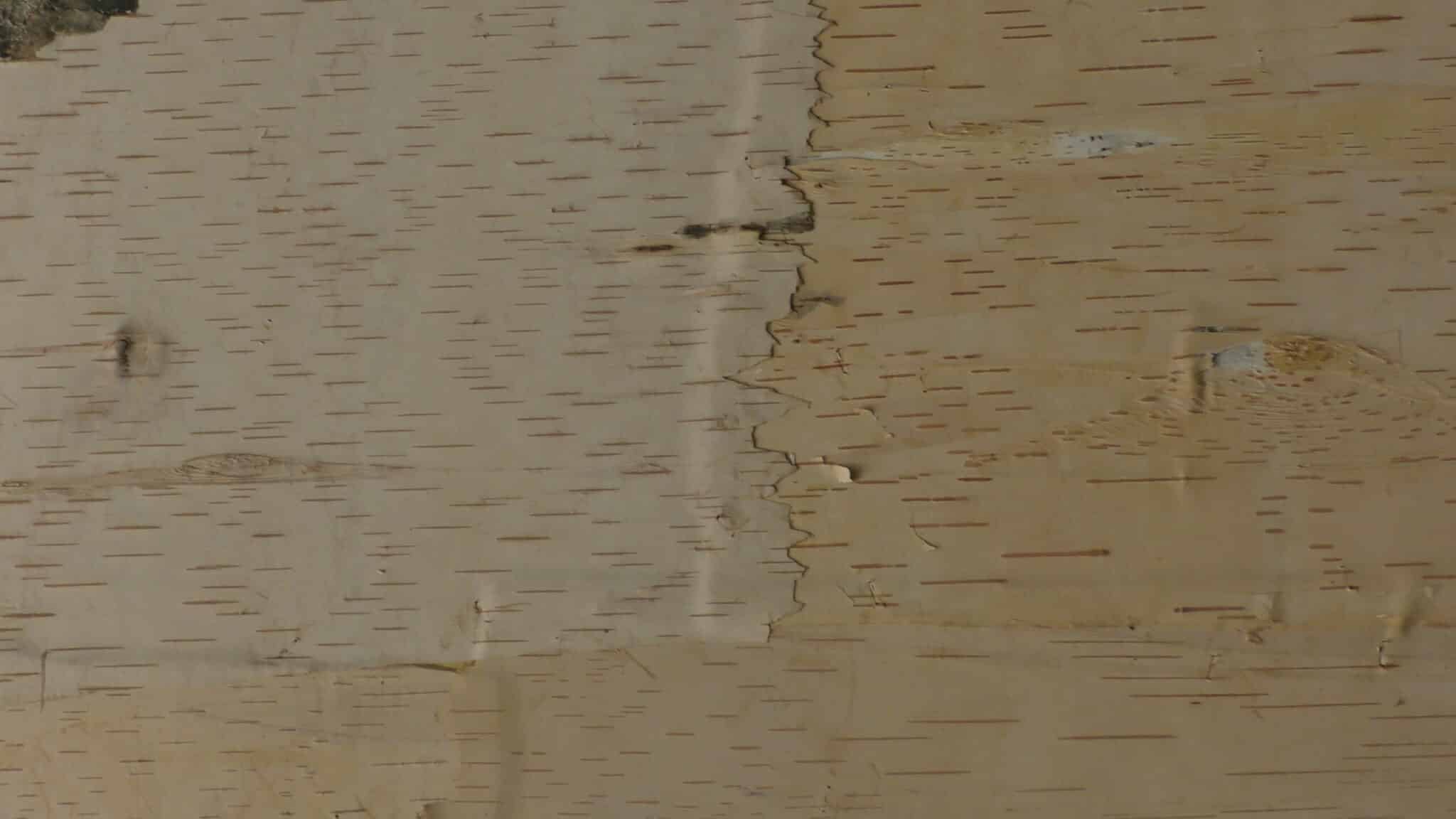 close up of Bark House Birch leather wall covering lapped join