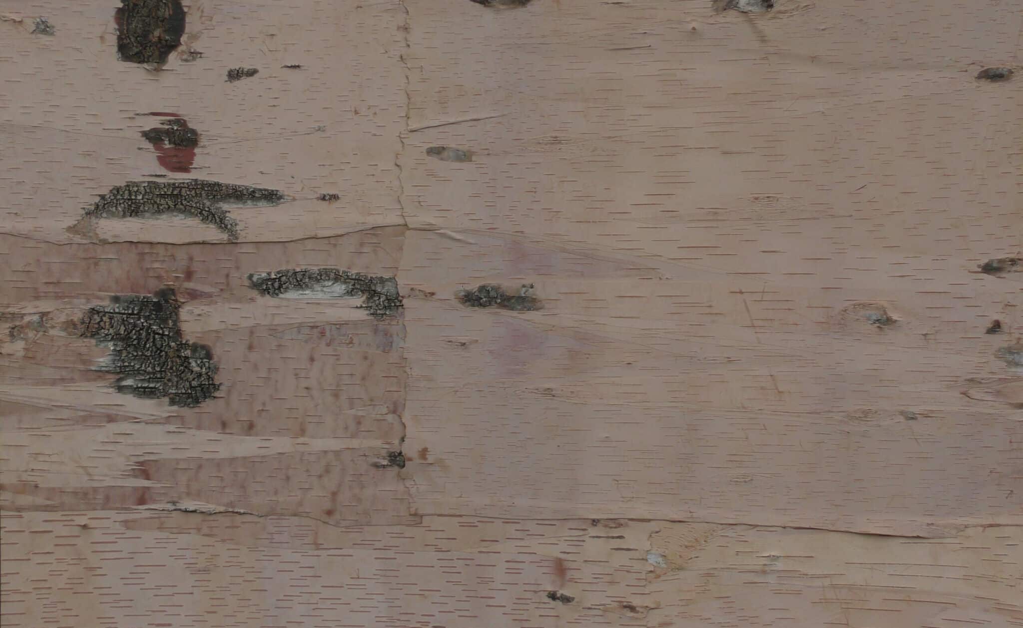 close up of Bark House birch leather color and texture variations