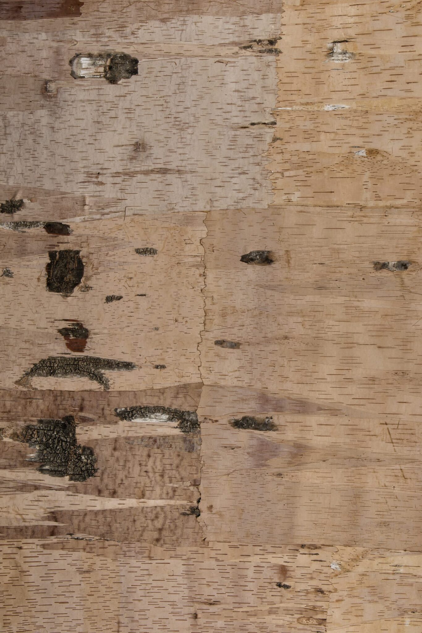 Bark House's new Birch Leather wall covering panels