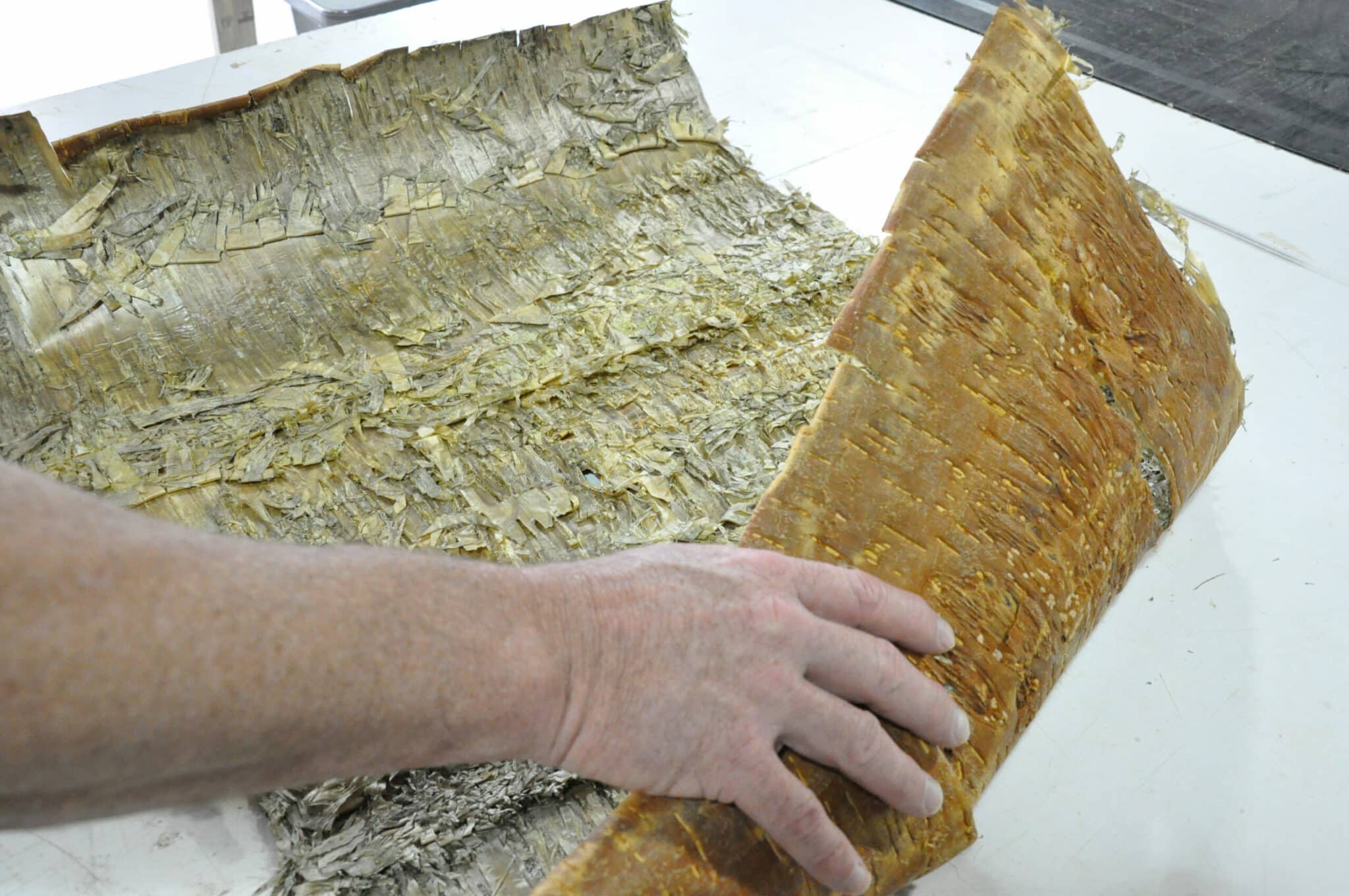 Unrolling a sheet of gold (yellow) birch bark so that we an laminate it for our Bark House Gold Birch Veneer Wall Coverings