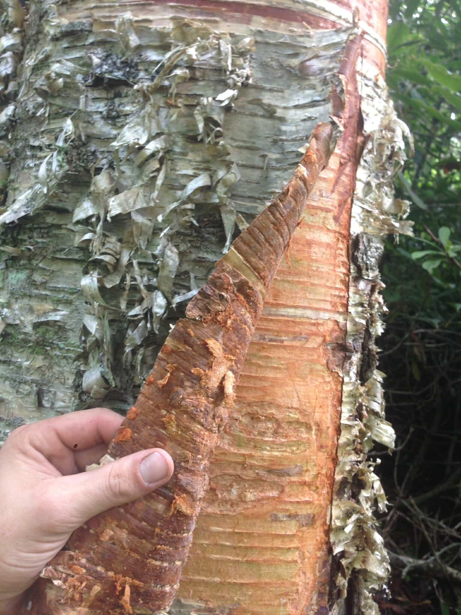 Safe for the tree: peeling the outermost layer of yellow birch bark