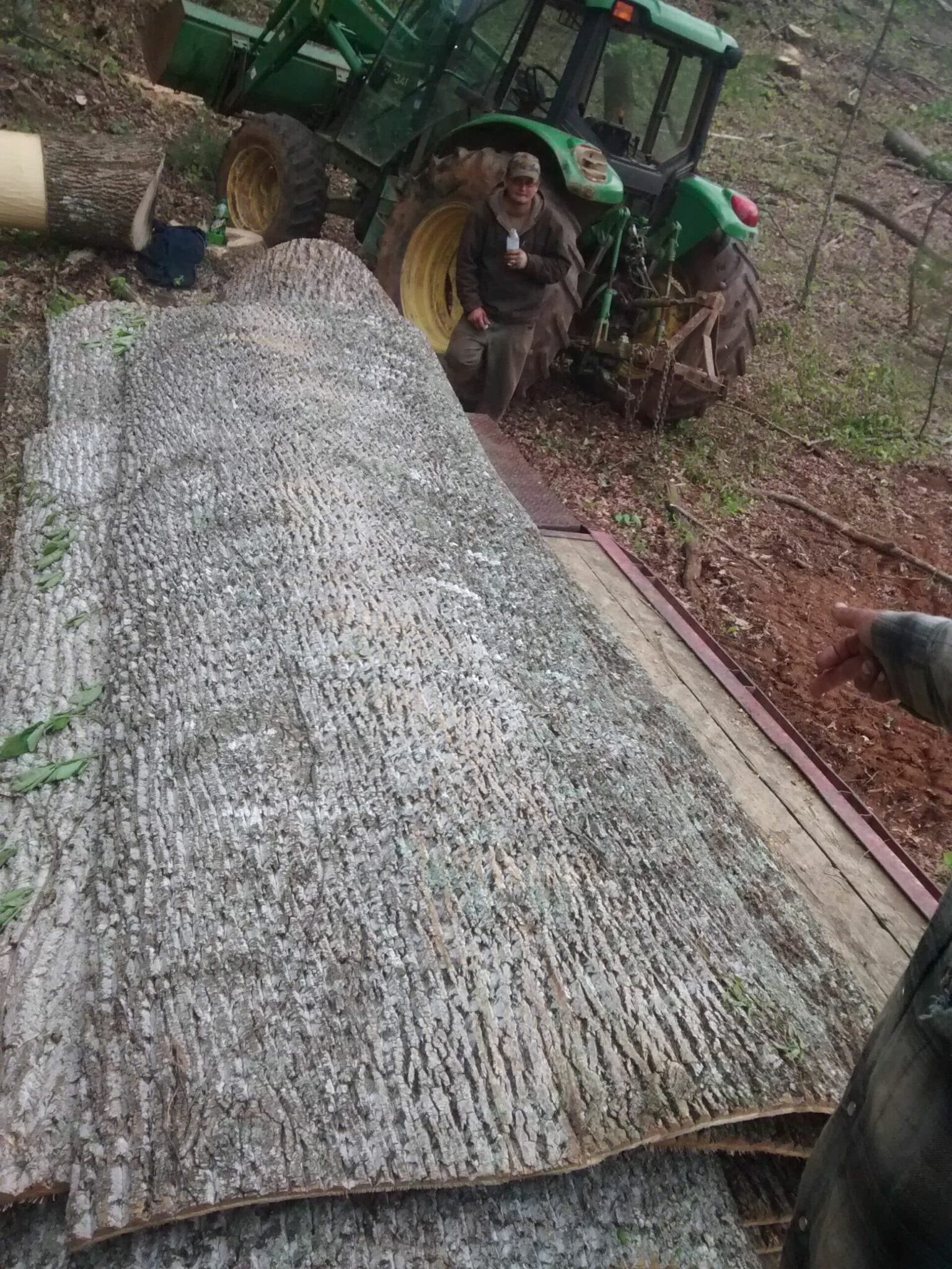 Bark House Poplar Bark Panels in the wild! Our rare panels before they are kiln dried and squared.