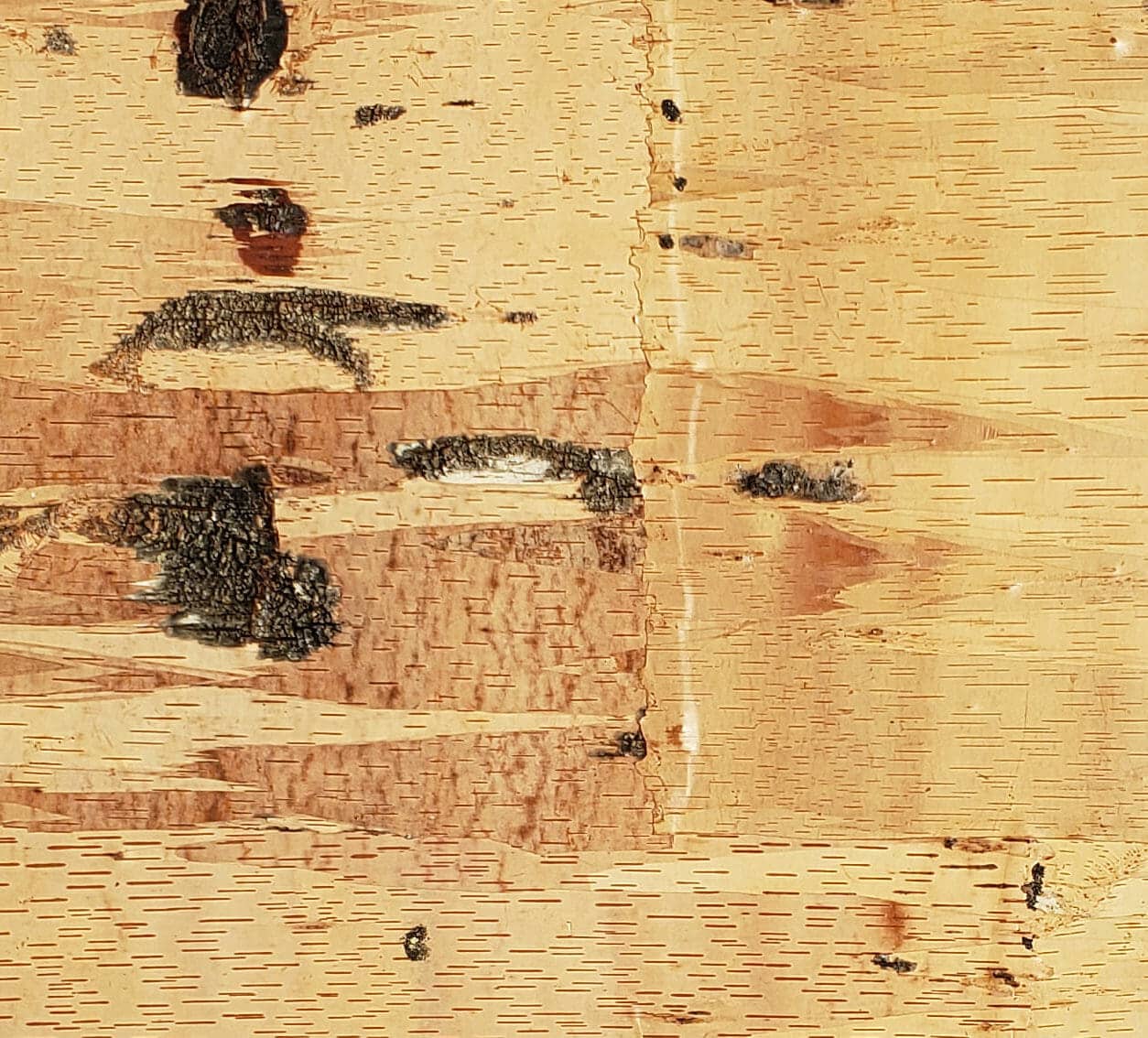Birch Leather laminated veneer wall panels sheets Bark House