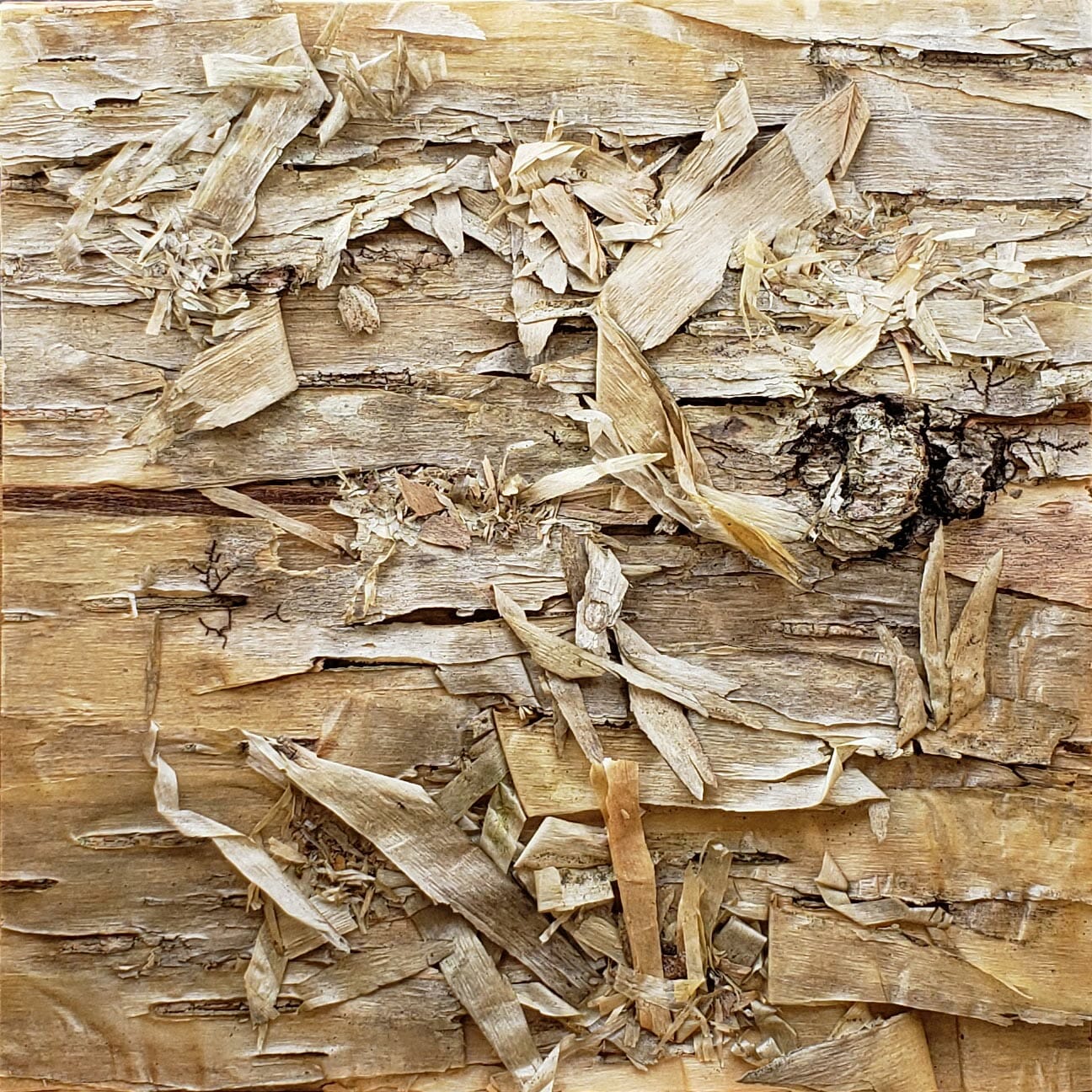 Sample Shot Bark House Gold Birch Wall Panel