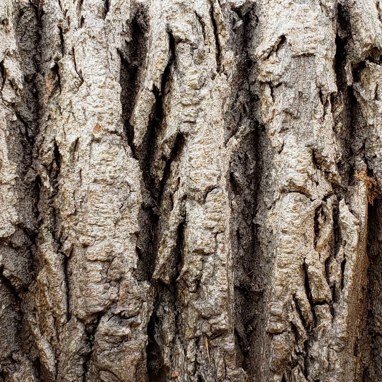 Sample of Bark House Product: Poplar Bark Premium