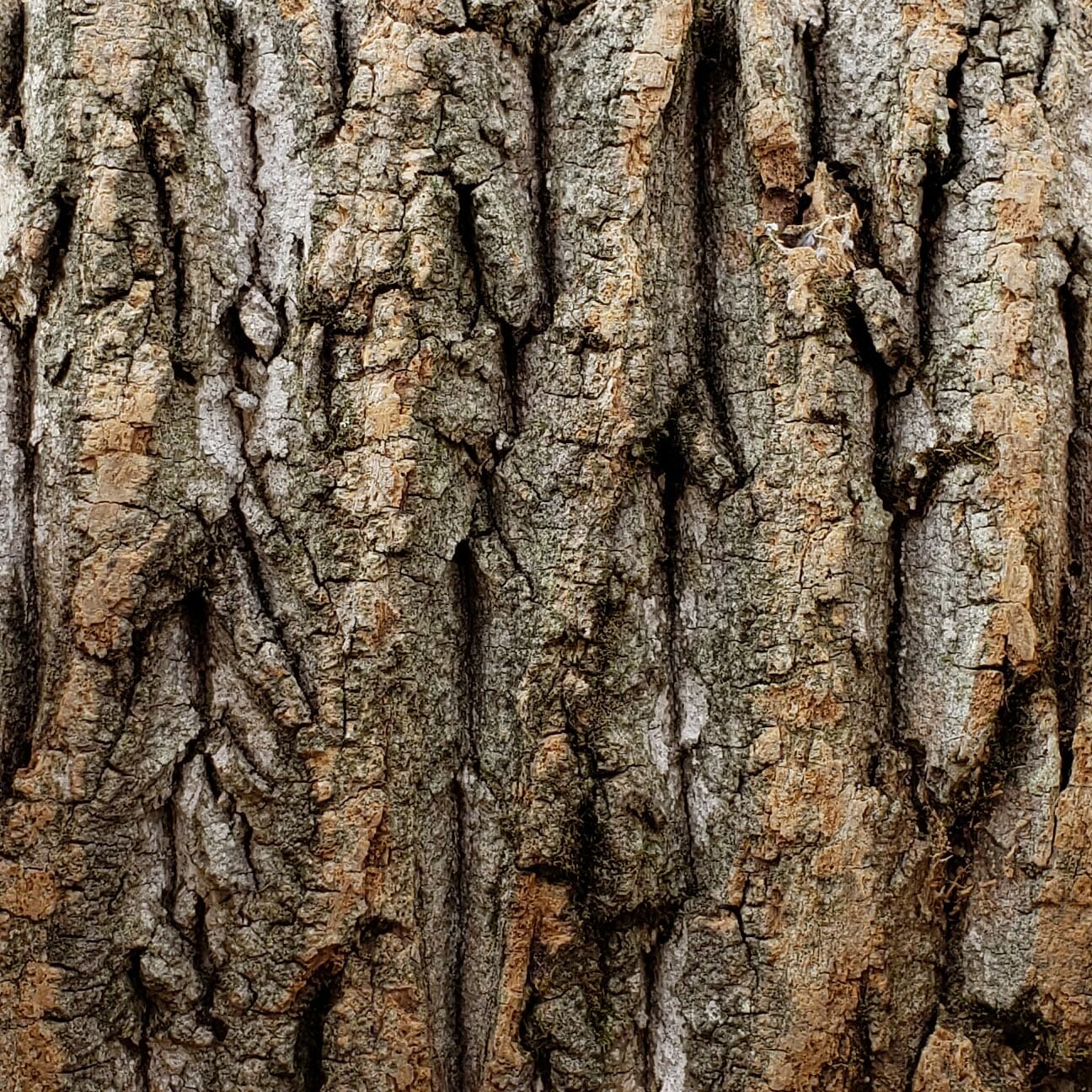 Sample of Bark House Product: Poplar Bark Standard