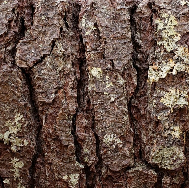 Sample of Bark House Product: Rough White Pine Bark