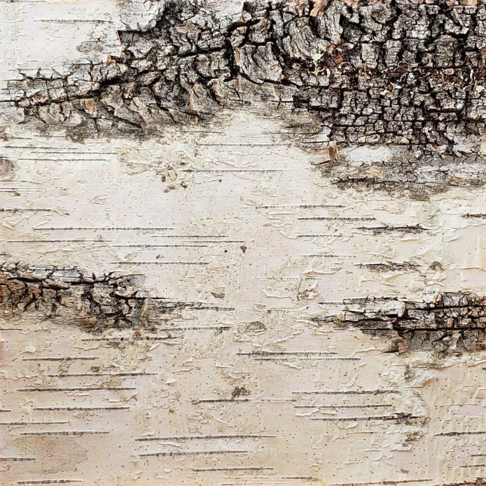 Sample of Bark House Product: White Birch Bark