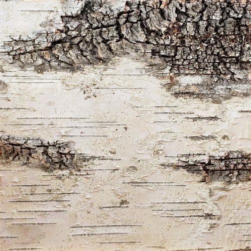 Sample of Bark House Product: White Birch Bark
