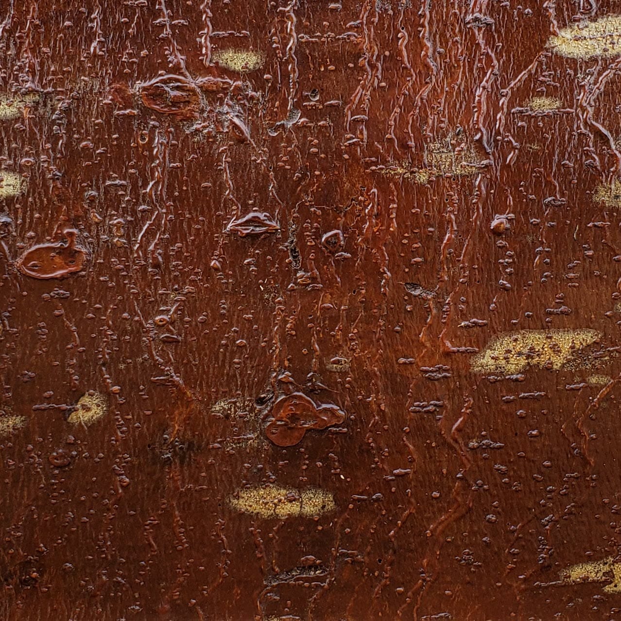 Sample of Bark House Product: White Pine