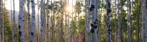 Bark House White Birch stands in for the declining Aspen