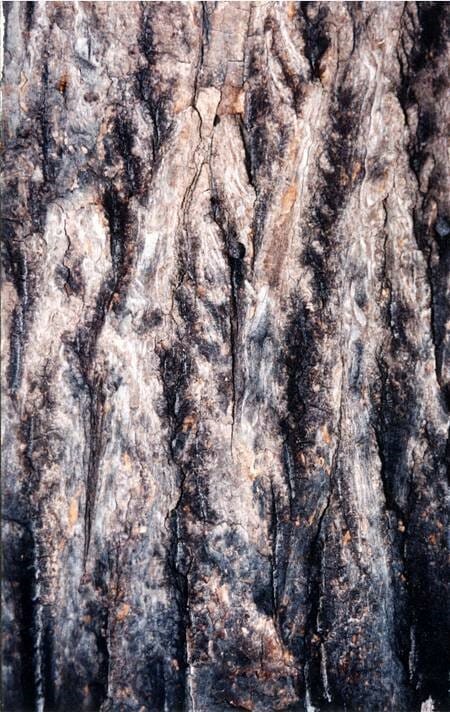 Close up of poplar bark siding that was installed in 1931