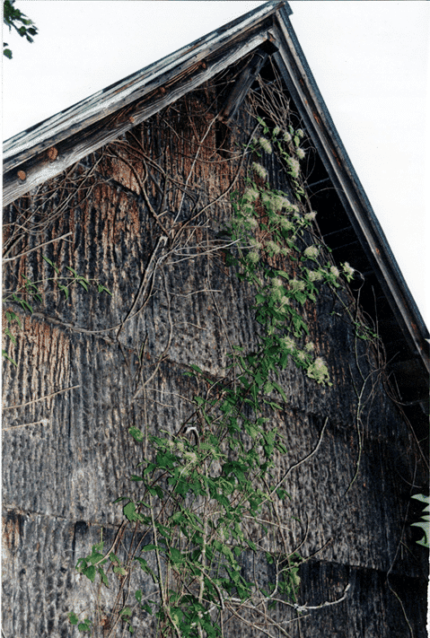poplar bark siding that was installed in 1931