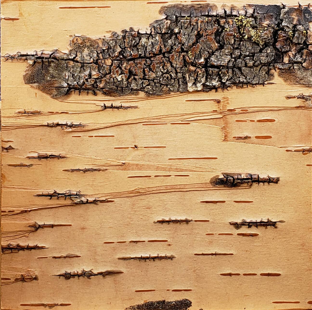 Bark-House-Birch-Leather-Wall-Covering