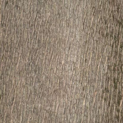 POPP-STD-21-0031