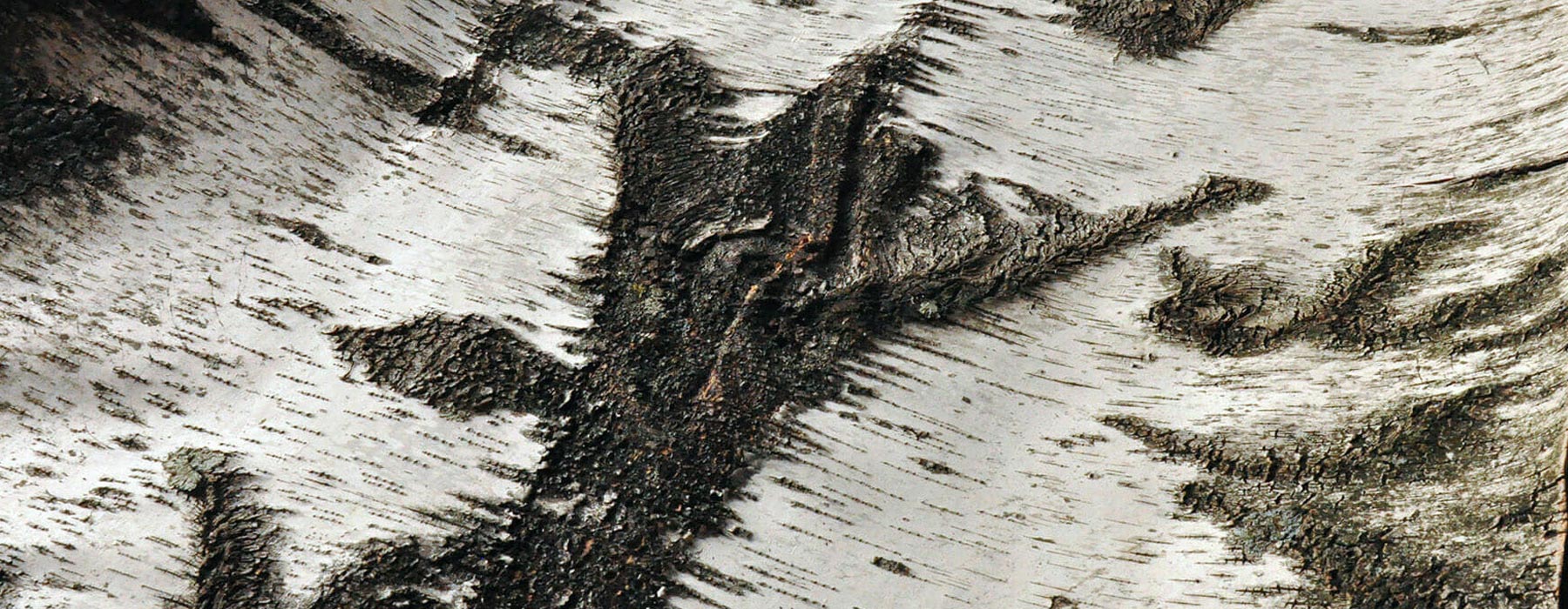 White-Birch-Bark-Banner-2000x864