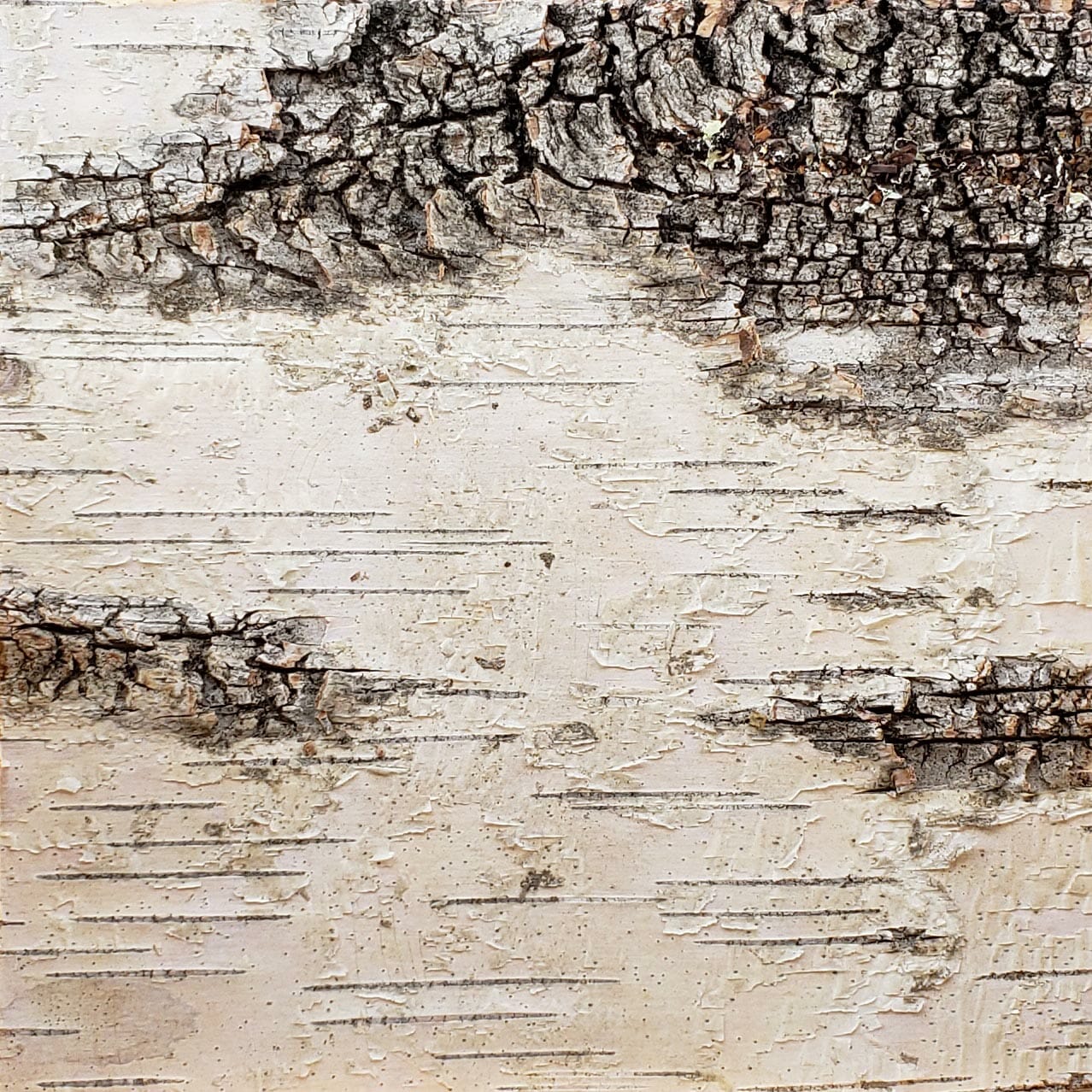 bark-house-white-birch-wall-covering-6x6