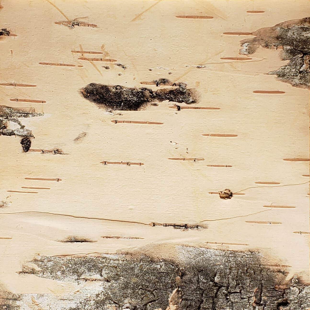 Bark-House-Birch-Leather-Wall-Covering-No-Finishes-6x6-1.jpg
