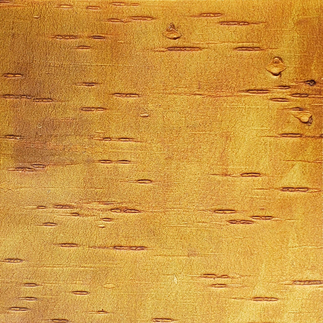 Bark-House-Cherry-Leather-Wall-Covering-No-Finishes-6x6-1.jpg