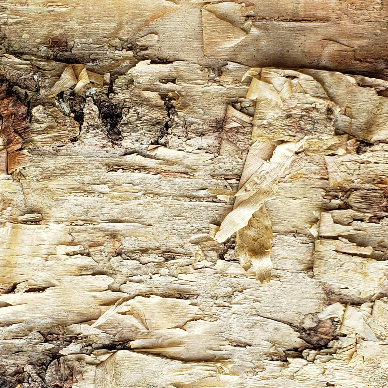 Bark-House-Gold-Birch-Wall-Covering-No-Finishes-6x6-1.jpg