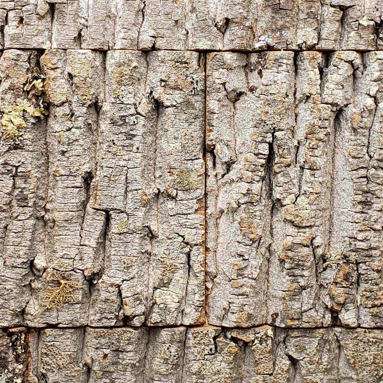 Bark-House-Poplar-Subway-Tile-Wall-Covering-No-Finishes-6x6-1.jpg