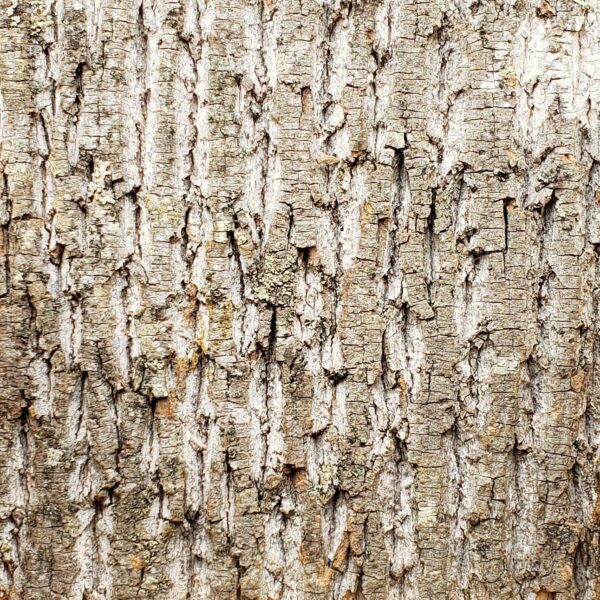Poplar Bark - Interior Sample