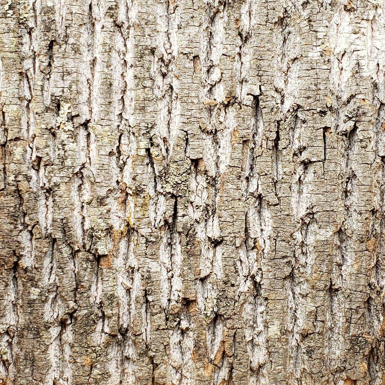 Bark-House-Poplar-Wall-Covering-Interior-No-Finishes-6x6-1.jpg
