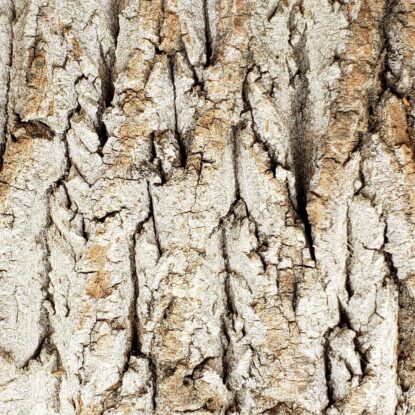 Poplar Bark - Premium Sample