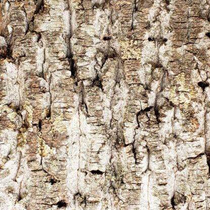 Poplar Bark - Standard Sample