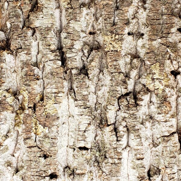 Poplar Bark - Standard Sample