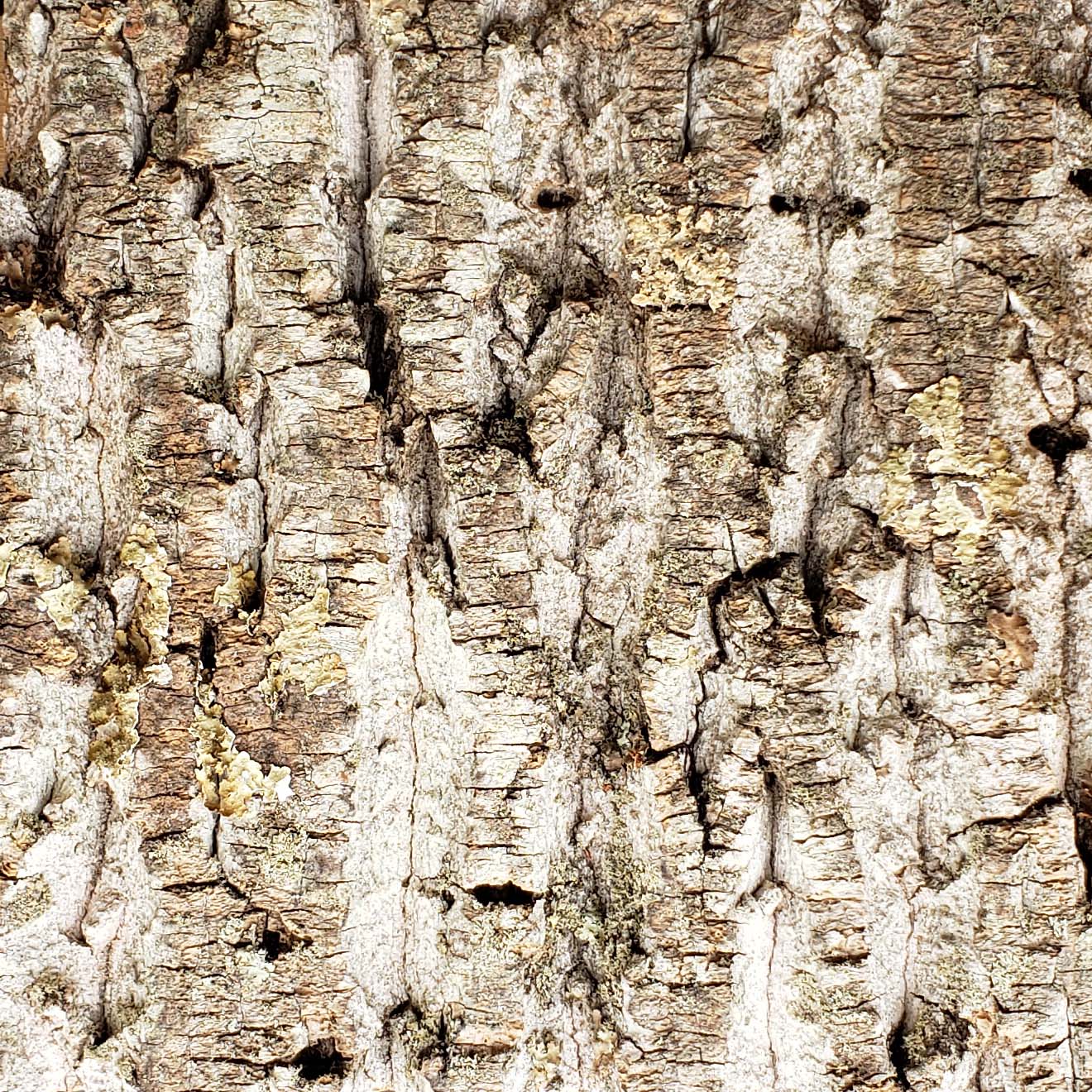 Bark-House-Poplar-Wall-Covering-Standard-No-Finishes-6x6-1.jpg