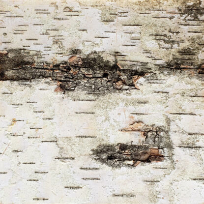 White Birch Bark Sample
