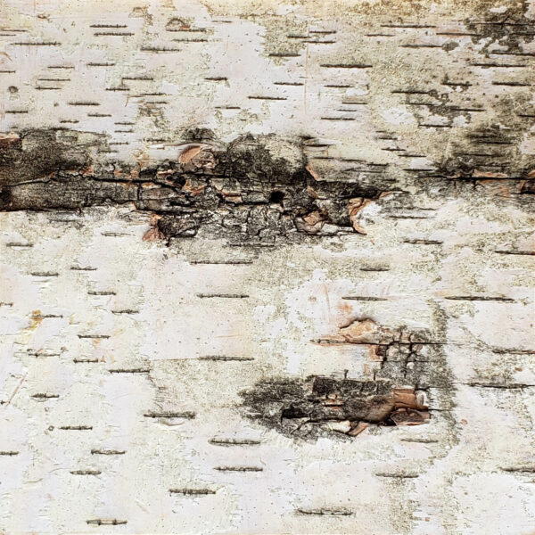 White Birch Bark Sample