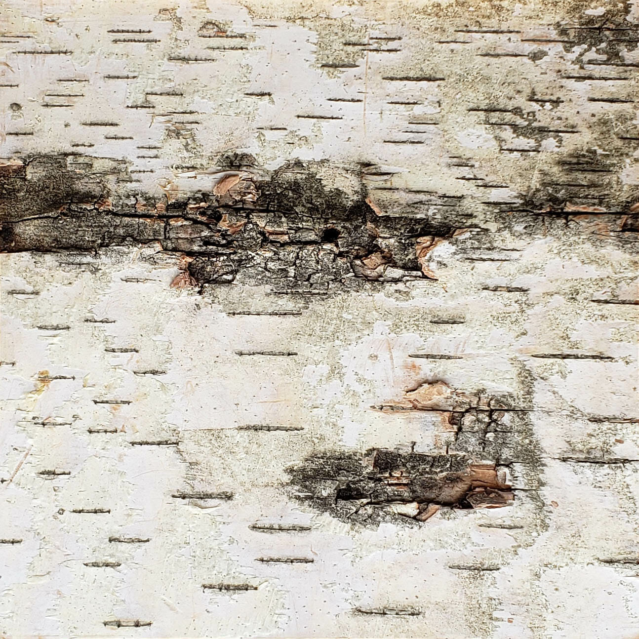 Bark-House-White-Birch-Wall-Covering-No-Finishes-6x6-1.jpg