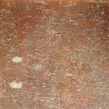 White Pine Leather Bark Sample