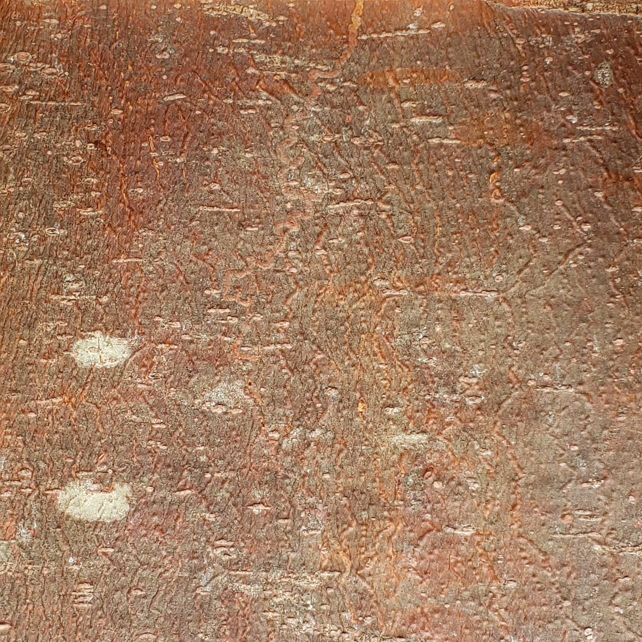 Bark-House-White-Pine-Wall-Covering-No-Finishes-6x6-1.jpg