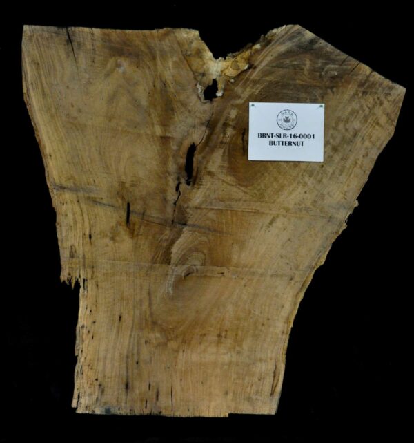 55" Butternut Live Edge Slab [BRNT-SLR-16-0001]