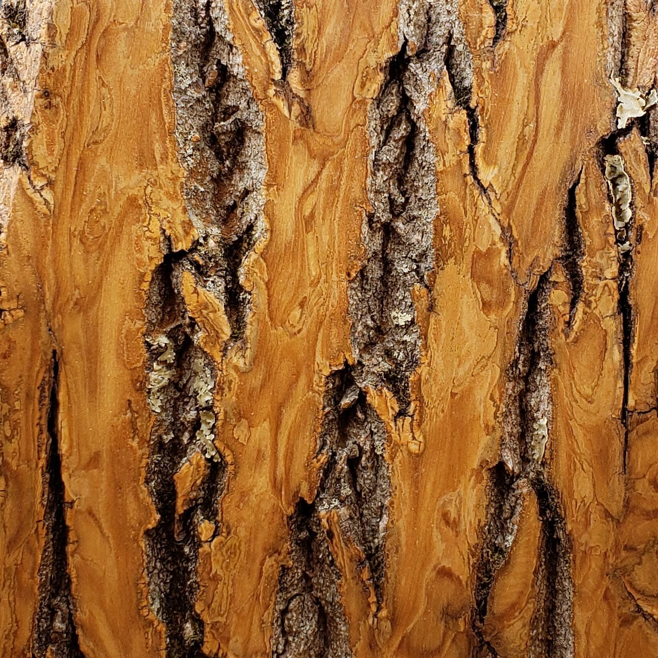 bark-house-poplar-wall-covering-clear-6x6-1.jpg